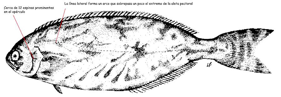 Schedophilus medusophagus_01.jpg